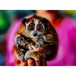 Bild Glas Slow Loris 80X120