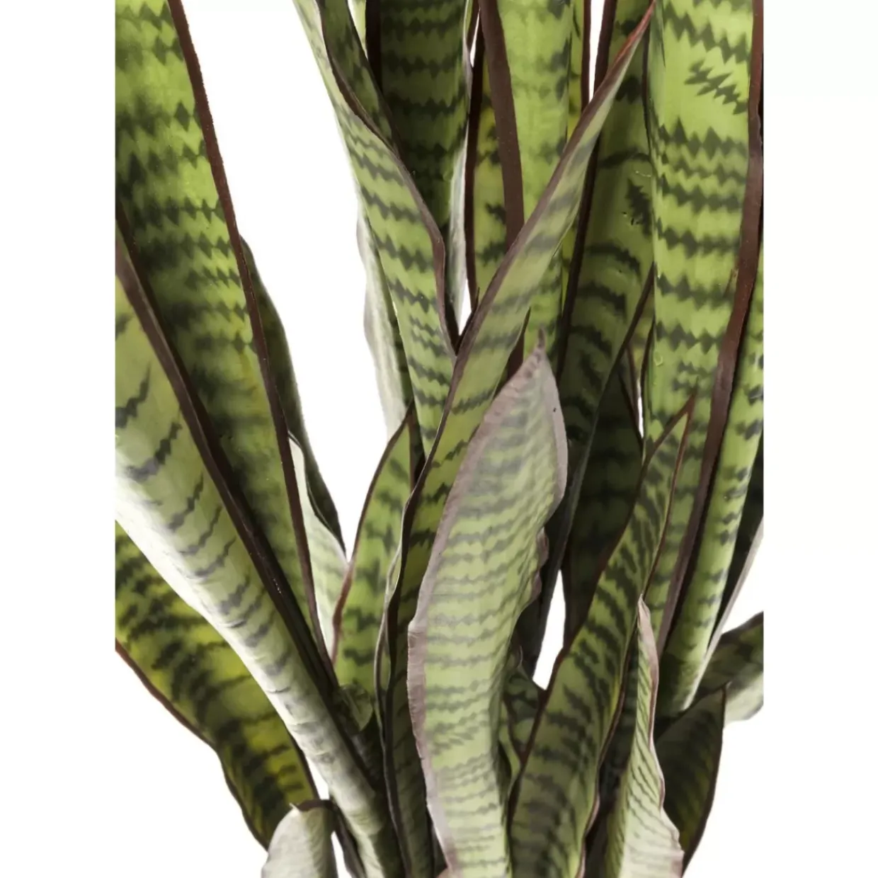 Deko Pflanze Sansewieria 155Cm