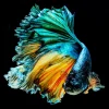 Glasbild Aqua Queen Fish 100X100Cm