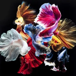 Glasbild Colorful Swarm Fish 120X120Cm