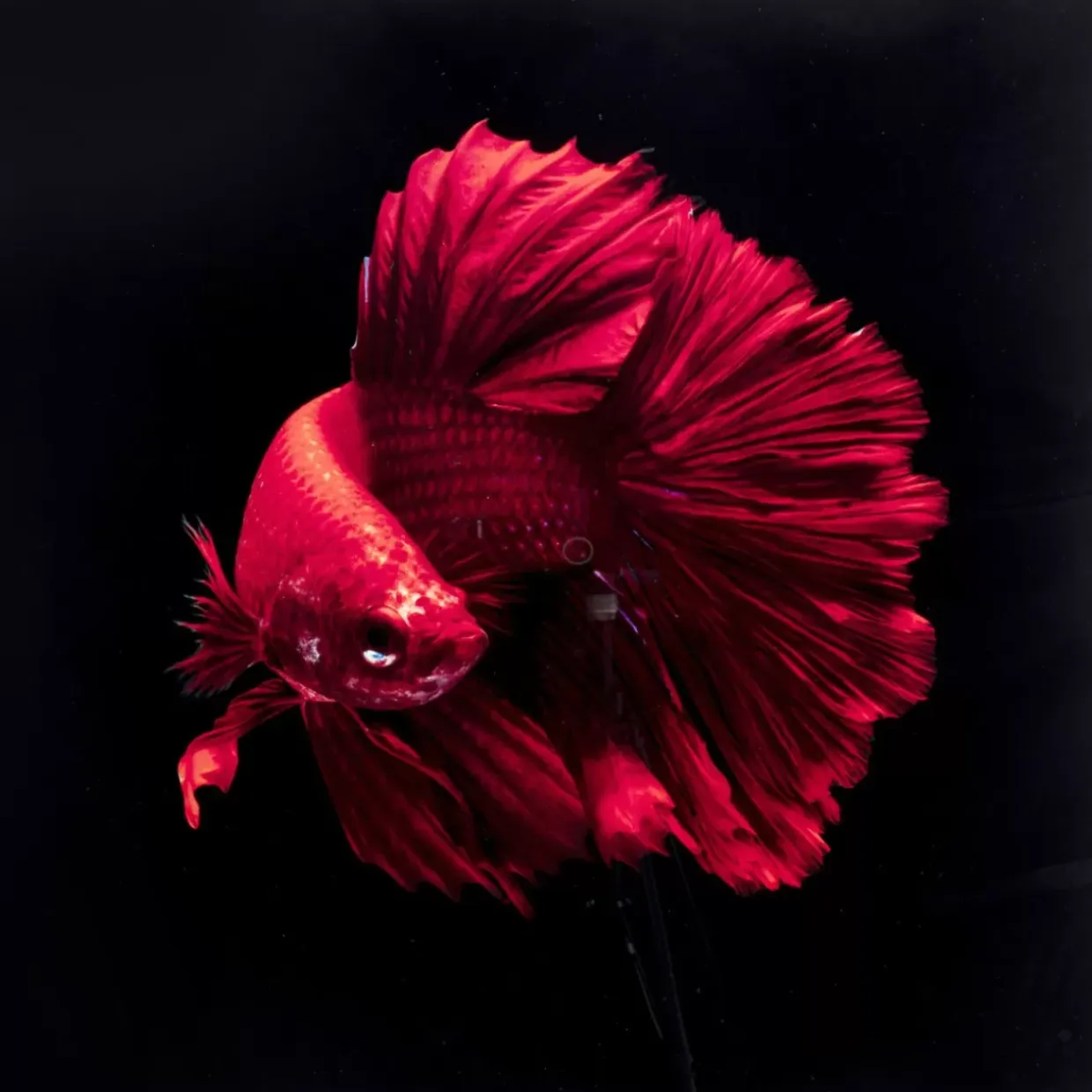 Glasbild Fire Fish 100X100Cm