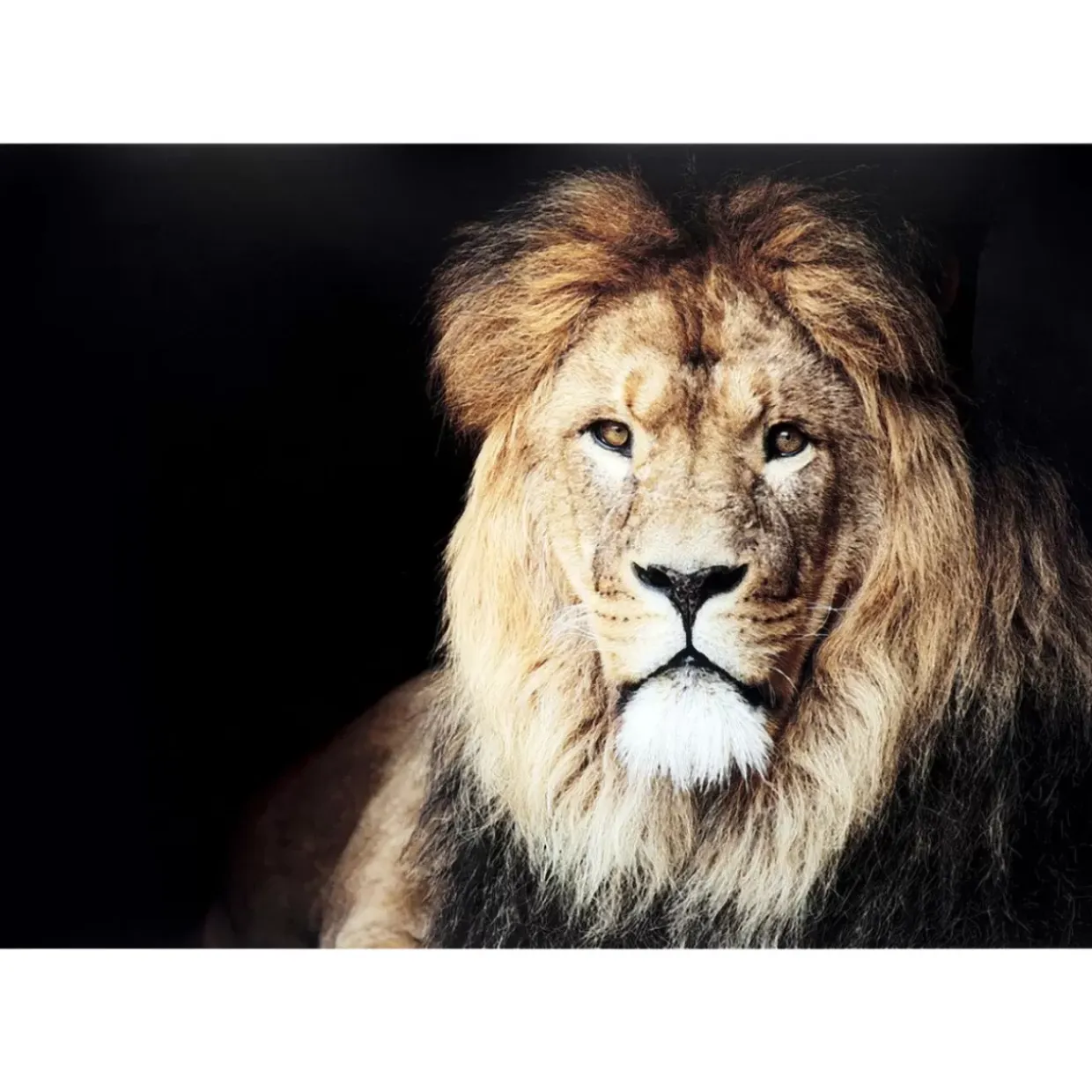 Glasbild King Of Lion 150X100Cm