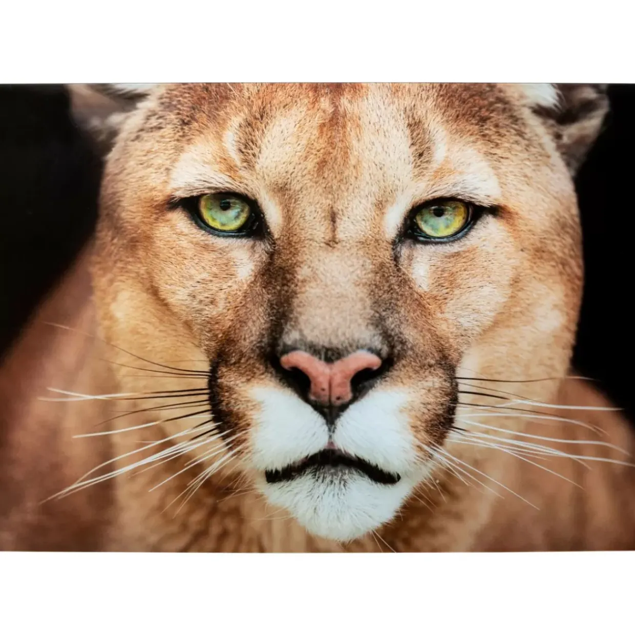 Glasbild Lioness 150X100Cm