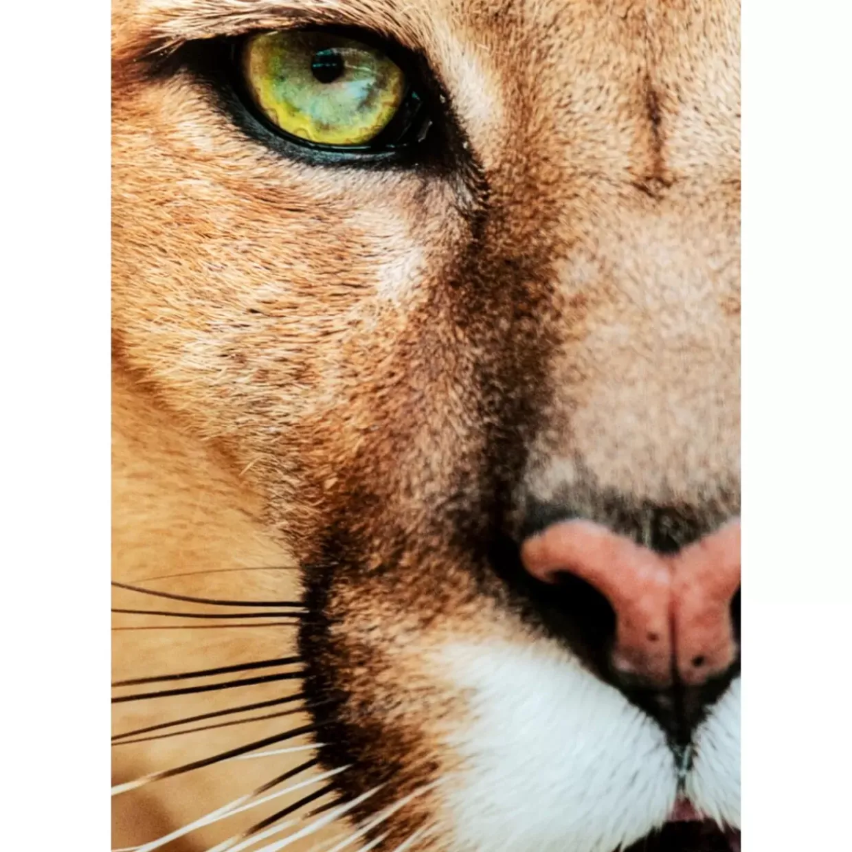 Glasbild Lioness 150X100Cm