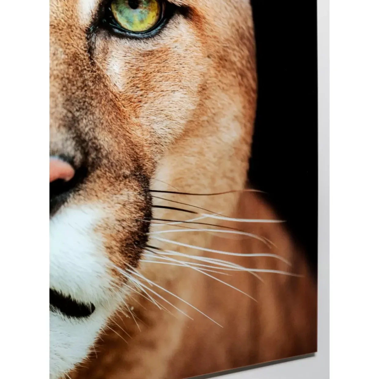 Glasbild Lioness 150X100Cm
