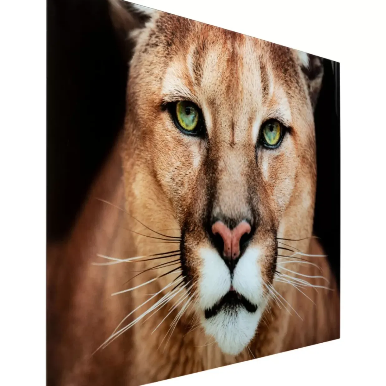 Glasbild Lioness 150X100Cm